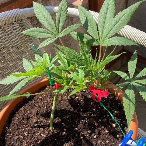 Blueberry Cookies growlog timeline photo