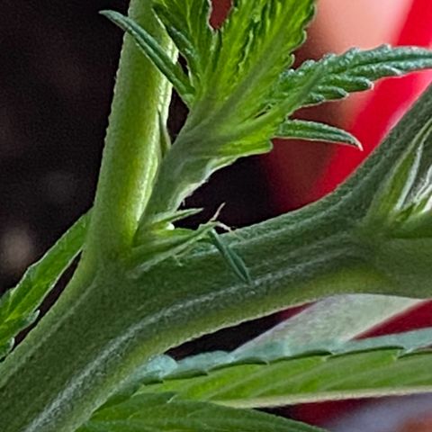Blueberry Cookies growlog timeline photo