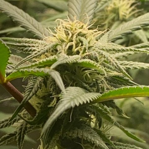 Blueberry Cookies growlog photo: Blütetag 36