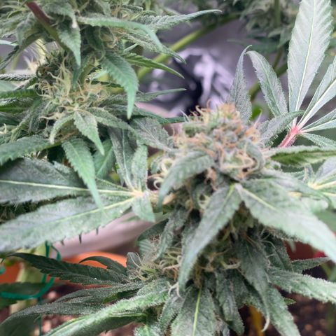 Blueberry Cookies growlog photo: Es zuckert kräftig und wird frosti