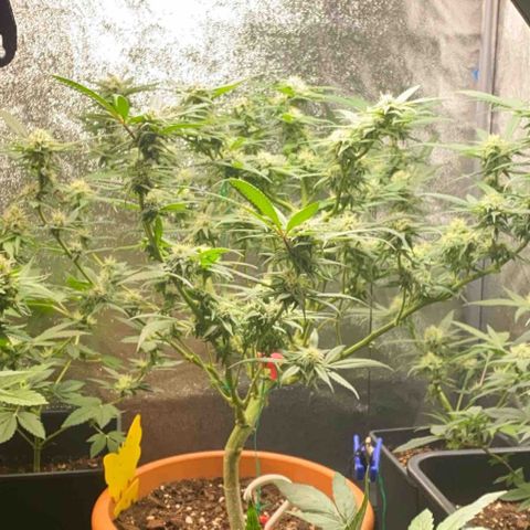 Blueberry Cookies growlog timeline photo