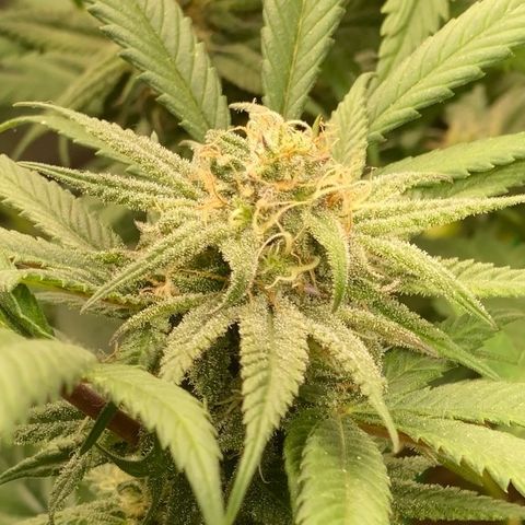 Blueberry Cookies growlog photo: Es zuckert 