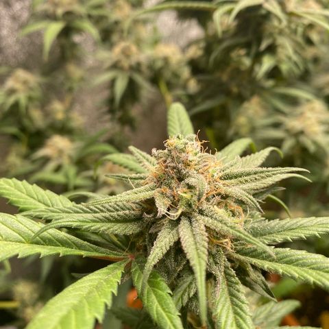 Blueberry Cookies growlog timeline photo