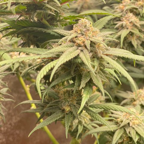 Blueberry Cookies growlog timeline photo