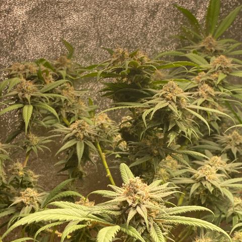Blueberry Cookies growlog timeline photo