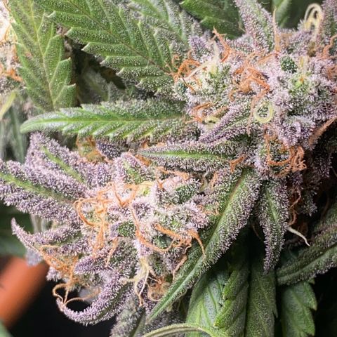 Blueberry Cookies growlog photo: Sie begint zu purplen an ^^