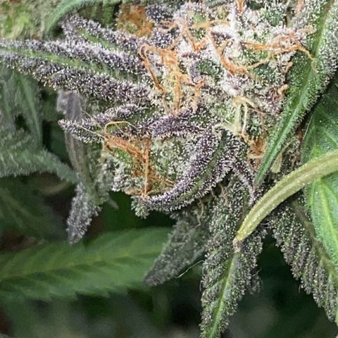 Blueberry Cookies growlog photo: Sie begint zu purplen an ^^