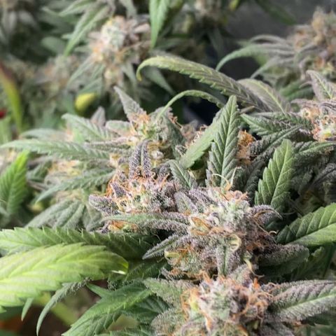 Blueberry Cookies growlog timeline photo