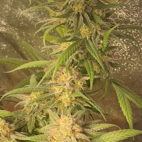 Blueberry Cookies growlog timeline photo