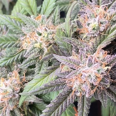 Blueberry Cookies growlog timeline photo