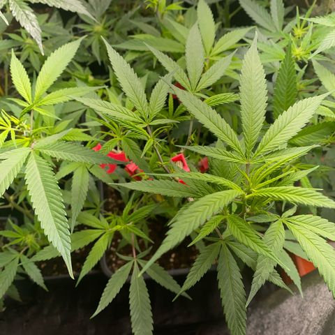 Blueberry Cookies growlog timeline photo