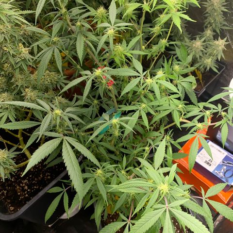 Blueberry Cookies growlog photo: Entlaubt