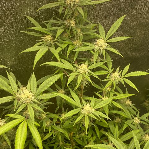 Blueberry Cookies growlog timeline photo