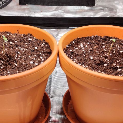 Ghostbuzzters OG Auto growlog timeline photo