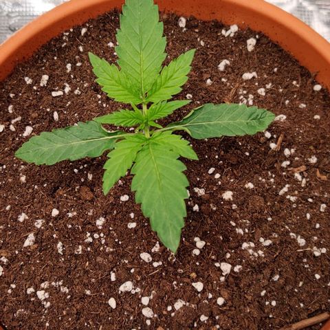 Ghostbuzzters OG Auto growlog timeline photo