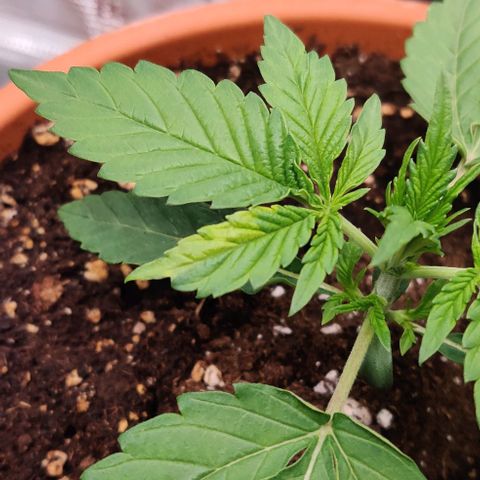 Ghostbuzzters OG Auto growlog timeline photo