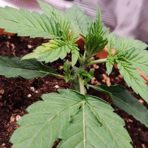 Ghostbuzzters OG Auto growlog timeline photo