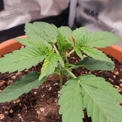 Ghostbuzzters OG Auto growlog timeline photo