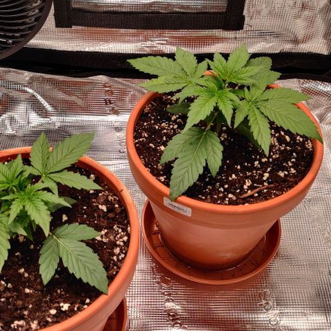 Ghostbuzzters OG Auto growlog timeline photo