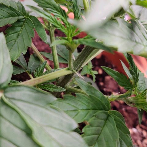 Ghostbuzzters OG Auto growlog timeline photo