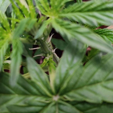Ghostbuzzters OG Auto growlog timeline photo