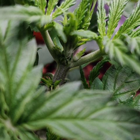 Ghostbuzzters OG Auto growlog timeline photo