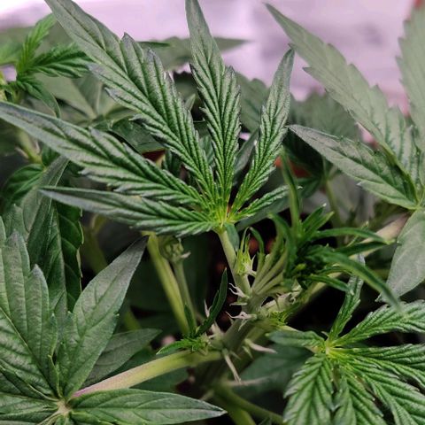 Ghostbuzzters OG Auto growlog timeline photo