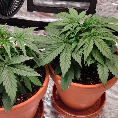 Ghostbuzzters OG Auto growlog timeline photo