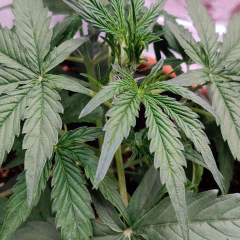 Ghostbuzzters OG Auto growlog timeline photo