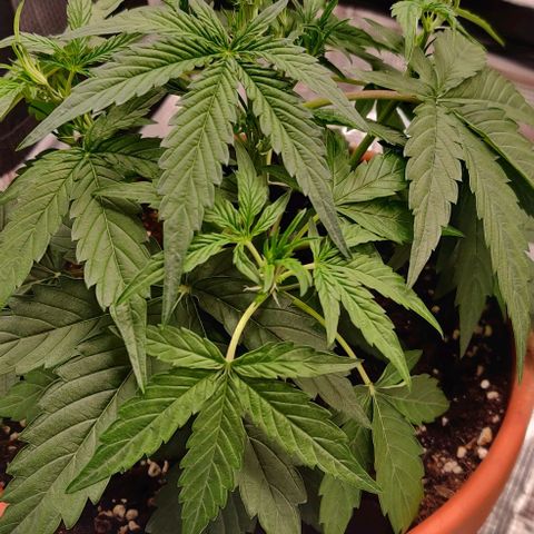Ghostbuzzters OG Auto growlog timeline photo