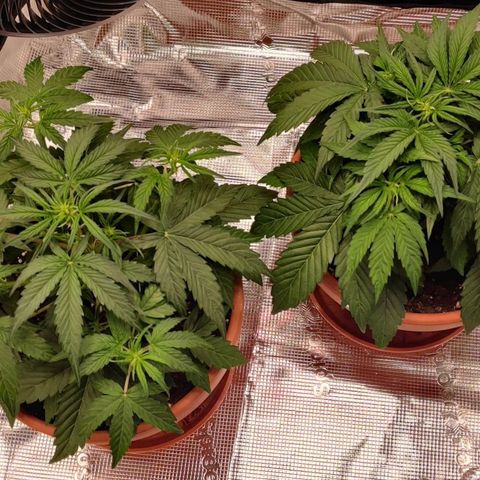 Ghostbuzzters OG Auto growlog timeline photo