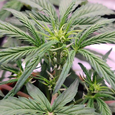 Ghostbuzzters OG Auto growlog timeline photo