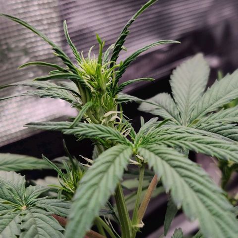 Ghostbuzzters OG Auto growlog timeline photo