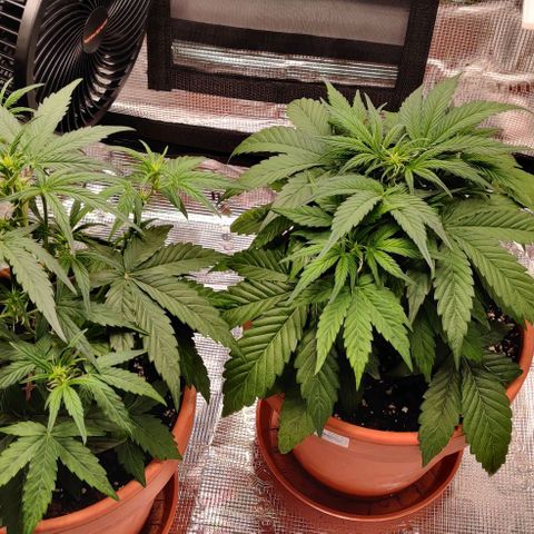 Ghostbuzzters OG Auto growlog timeline photo