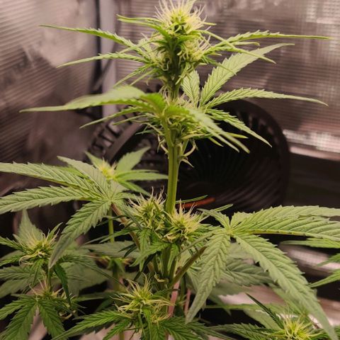 Ghostbuzzters OG Auto growlog timeline photo