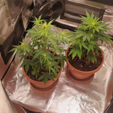 Ghostbuzzters OG Auto growlog timeline photo