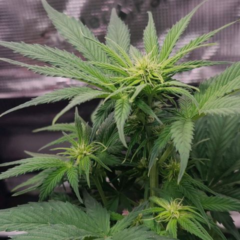 Ghostbuzzters OG Auto growlog timeline photo