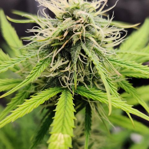 Ghostbuzzters OG Auto growlog timeline photo