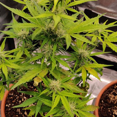 Ghostbuzzters OG Auto growlog timeline photo