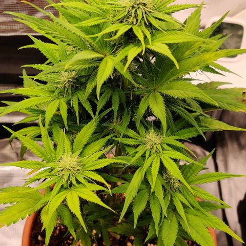 Ghostbuzzters OG Auto growlog timeline photo