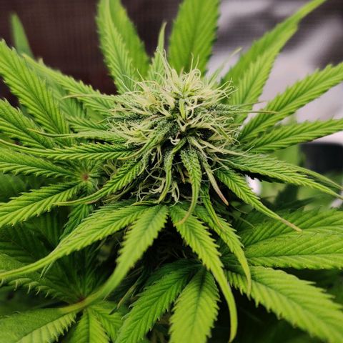 Ghostbuzzters OG Auto growlog timeline photo