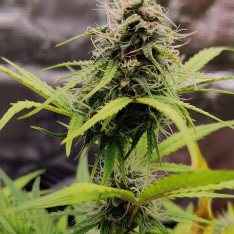 Ghostbuzzters OG Auto growlog timeline photo