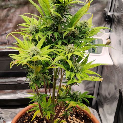 Ghostbuzzters OG Auto growlog timeline photo