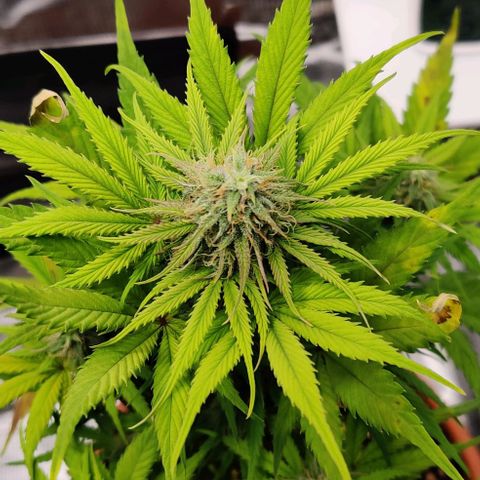 Ghostbuzzters OG Auto growlog timeline photo