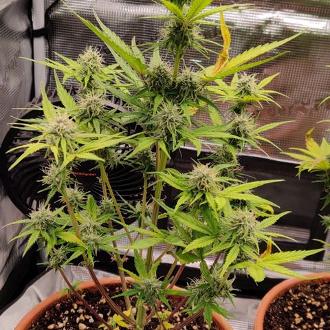 Ghostbuzzters OG Auto growlog timeline photo