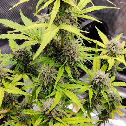 Ghostbuzzters OG Auto growlog timeline photo