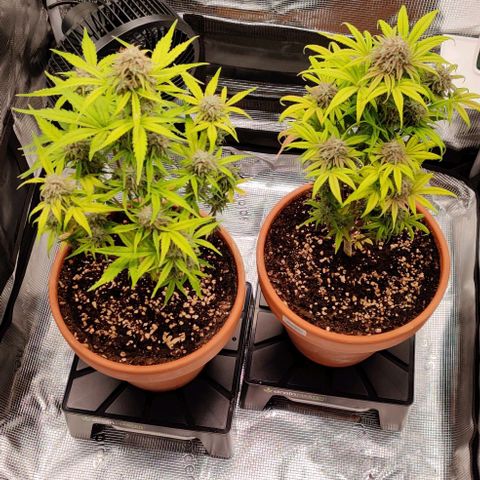 Ghostbuzzters OG Auto growlog timeline photo