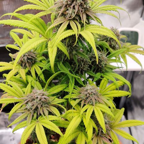 Ghostbuzzters OG Auto growlog timeline photo