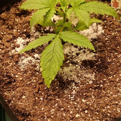 JH-5 growlog timeline photo