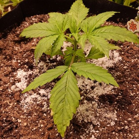 JH-5 growlog timeline photo